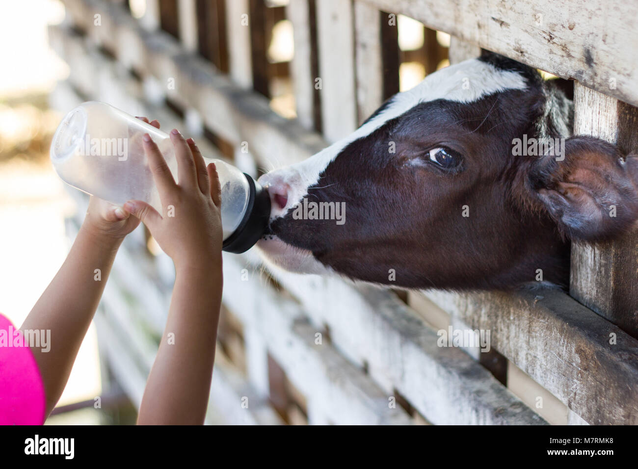 Closeup Baby cow feeding on milk bottle by hand child in Thailand