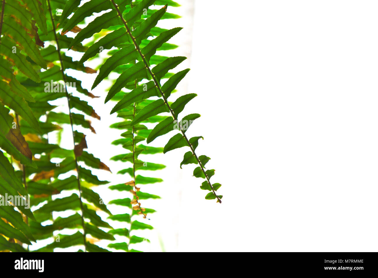 Green fern leaves background Stock Photo