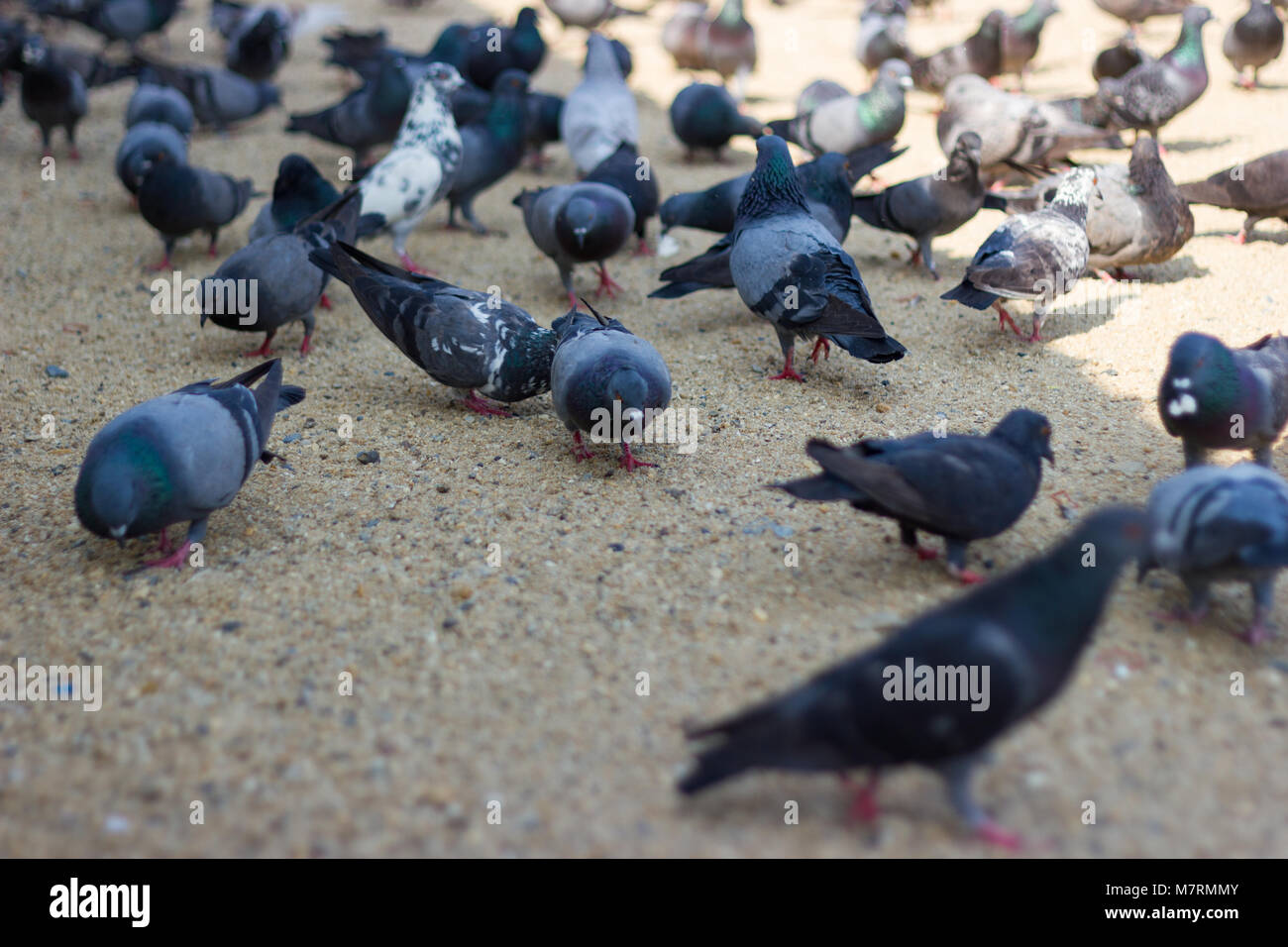 Pigeons eat bread on the floor in-park Bangkok Thailand. Stock Photo