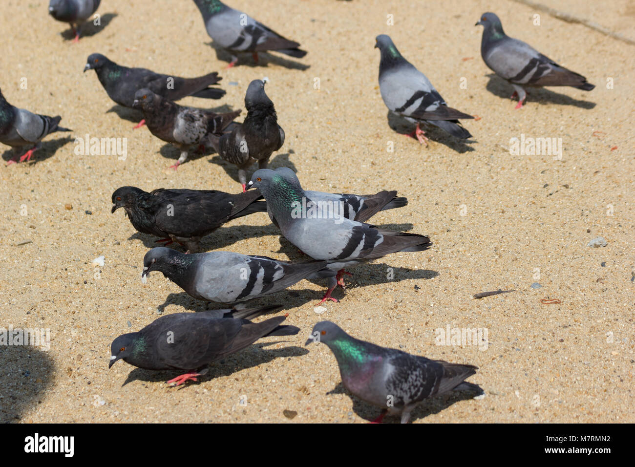 Pigeons eat bread on the floor in-park Bangkok Thailand. Stock Photo