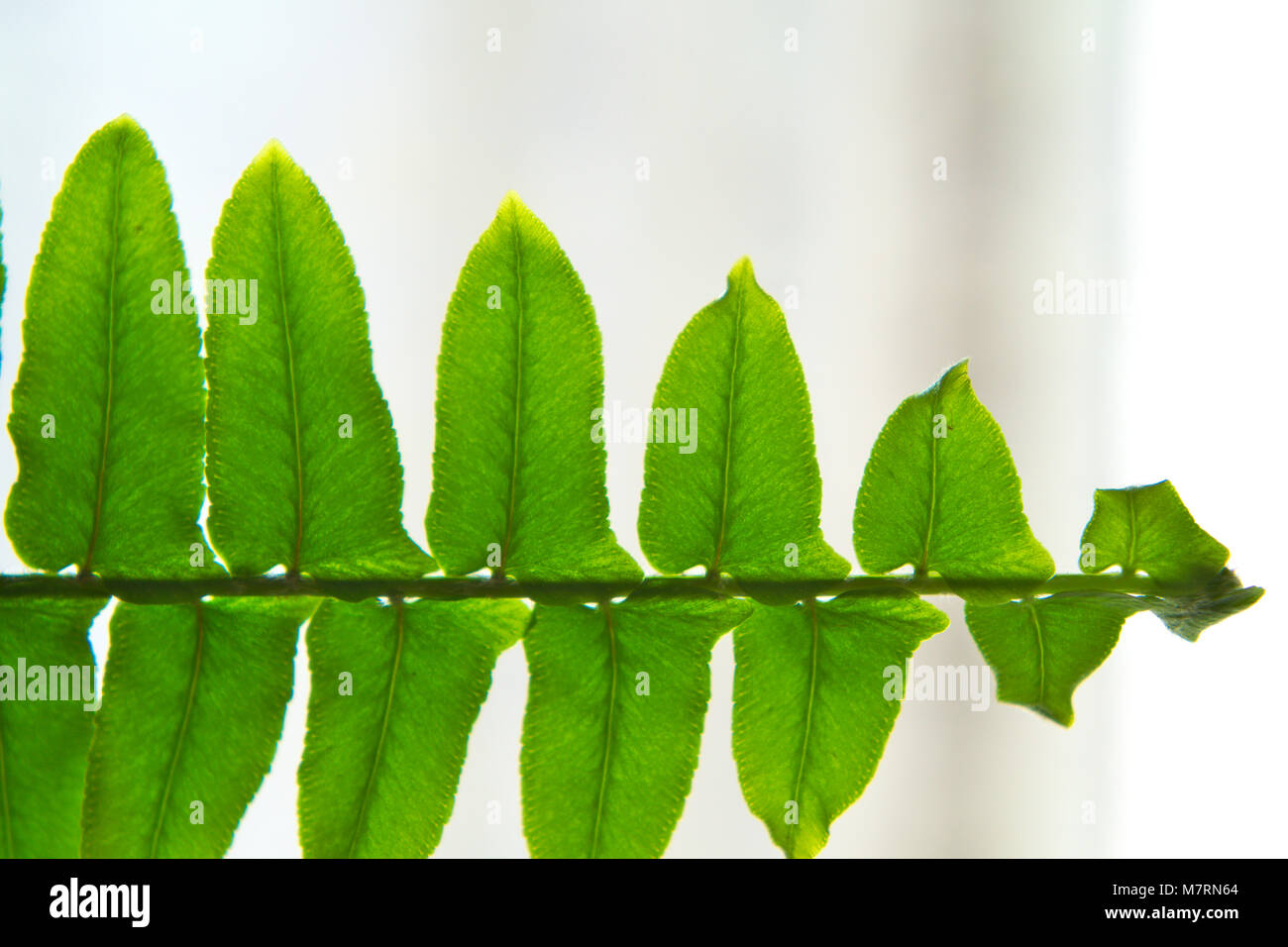 Close-up green fern leaf background Stock Photo