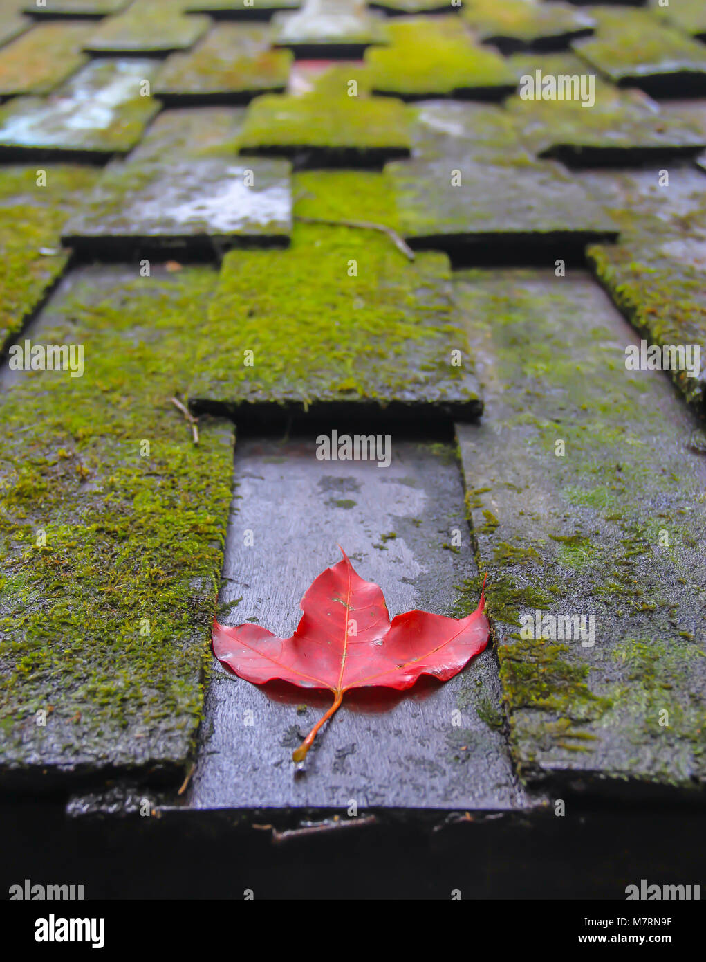 a red maple leaf on the wooden shingles roof coverd in moss Stock Photo