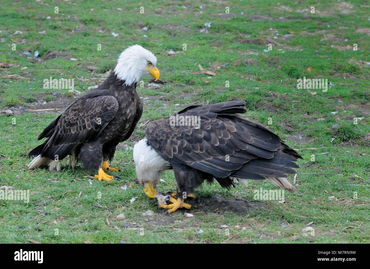 Two mature bald eagles vying for fish scraps, Courtenay, Vancouver Island, British Columbia, Canada. Stock Photo
