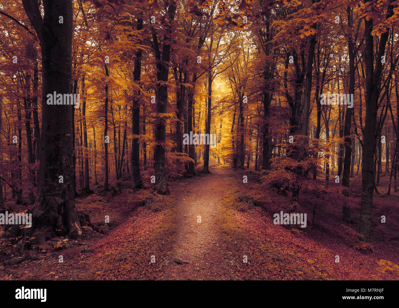 Fairy tale foggy forest trail Stock Photo - Alamy