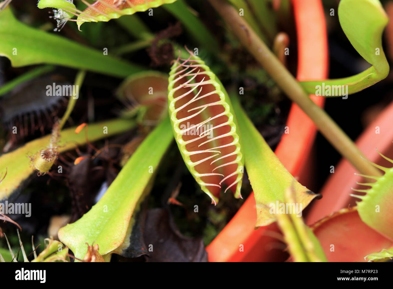 Close up of Venus flytrap or known as Dionaea muscipula Stock Photo