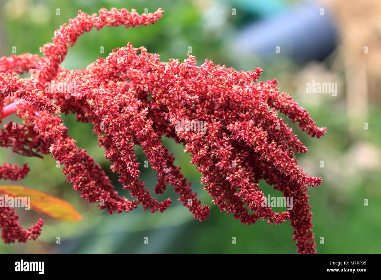 Fresh amaranth hires stock photography and images Alamy