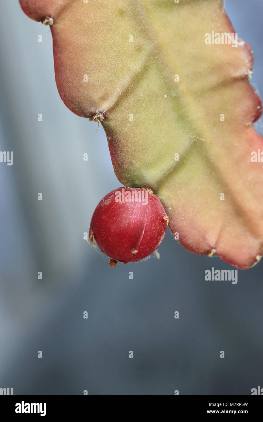 Epiphyllum Fruit Stock Photos & Epiphyllum Fruit Stock Images Alamy