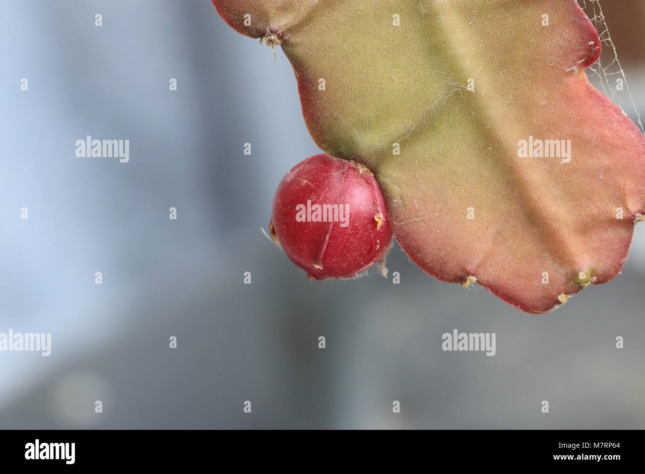 Epiphyllum or orchid cactus fruit Stock Photo Alamy