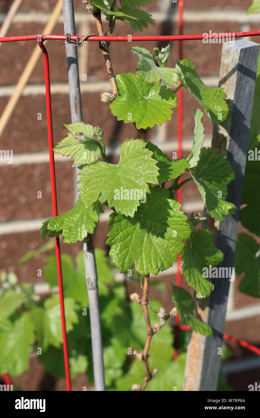 Close up of young grape vines Stock Photo