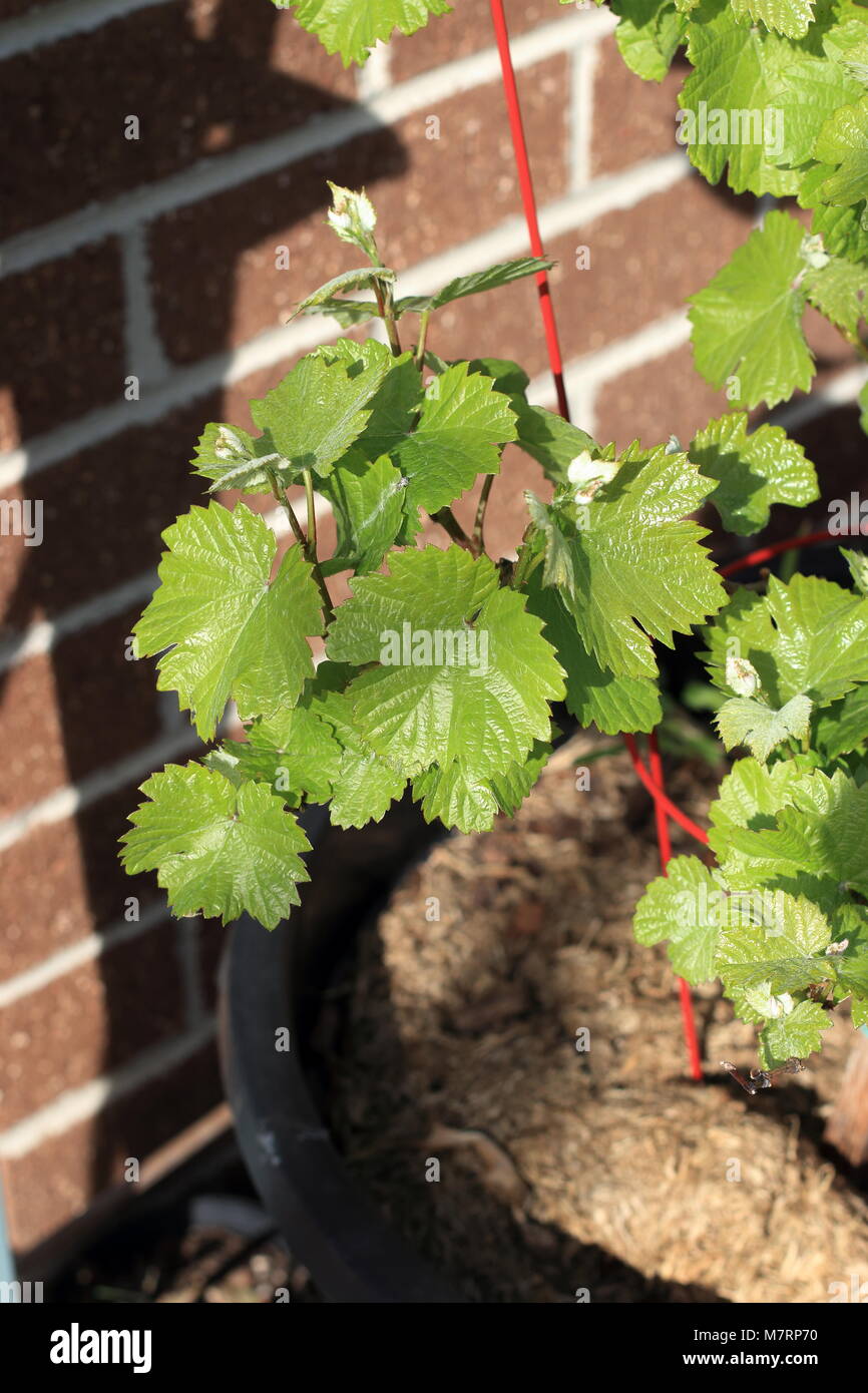 Close up of young grape vines Stock Photo