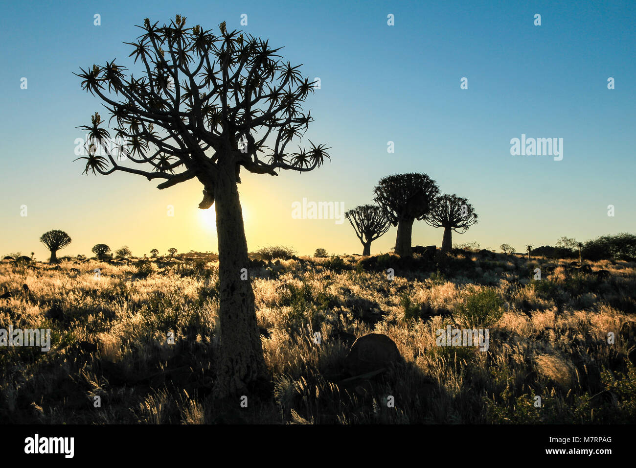 Beautiful african sunset with silhouetted quivertrees and illuminated grassland. Namibia near Keetmanshoop. Stock Photo