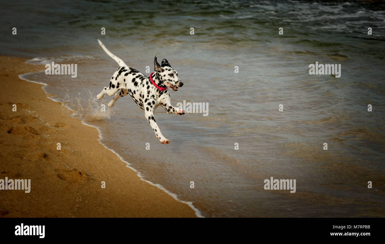 Dalmatian dog having fun during morning exercise on the beach at the
