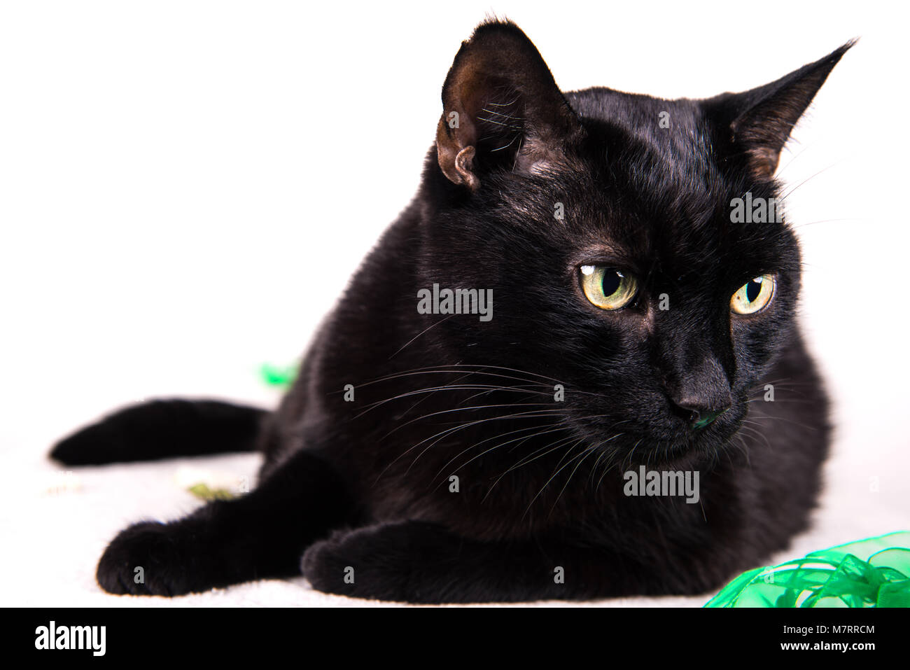 A portrait of a domestic cat Stock Photo - Alamy
