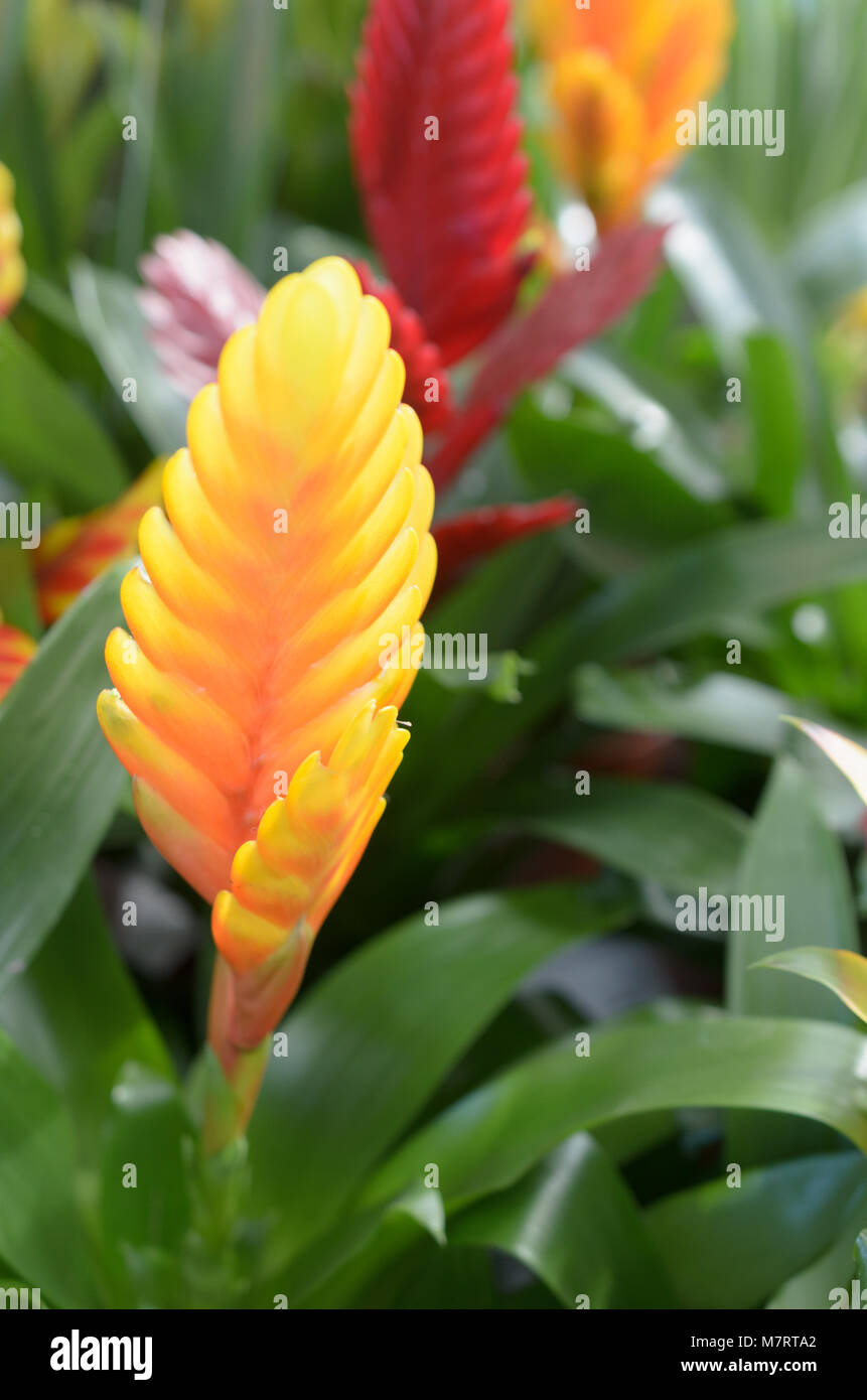 Exotic yellow flower in the form of a thick feather Stock Photo