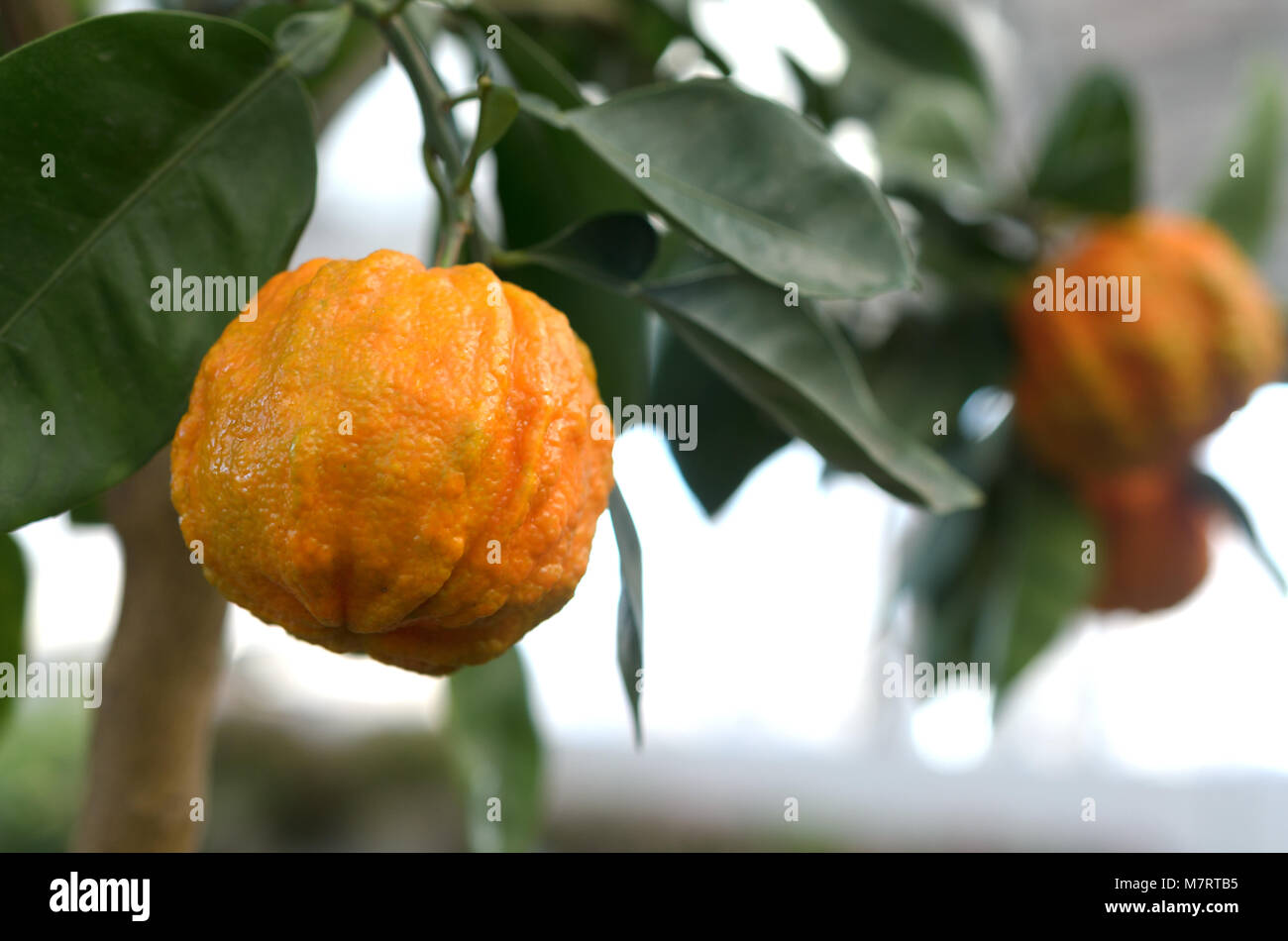 Citrus mandarin with thick skin on a green branch Stock Photo