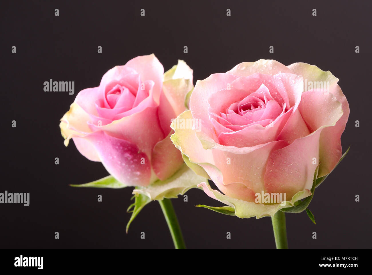 One or Two Stemmed Roses, Read Description - Digital Files – Funny