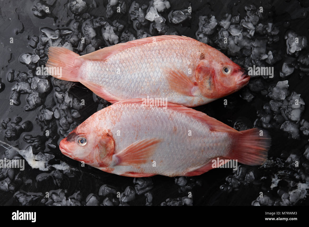 Red Tilapia
