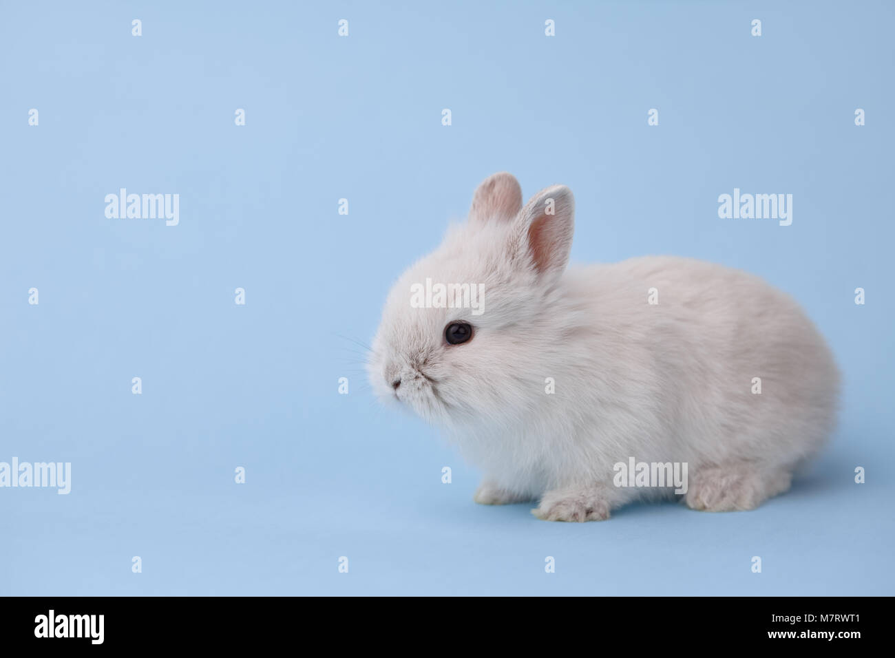 White bunny rabbit on blue background Stock Photo
