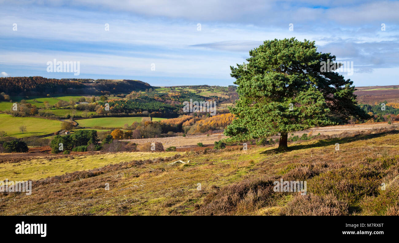 North York Moors in Autumn View of Lowna from Hutton Knowle North Yorkshire Stock Photo
