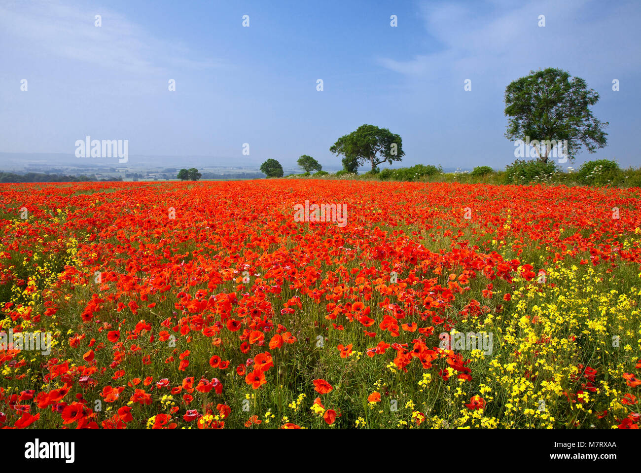 Poppy field Irton  Vale of Pickering North Yorkshire Stock Photo