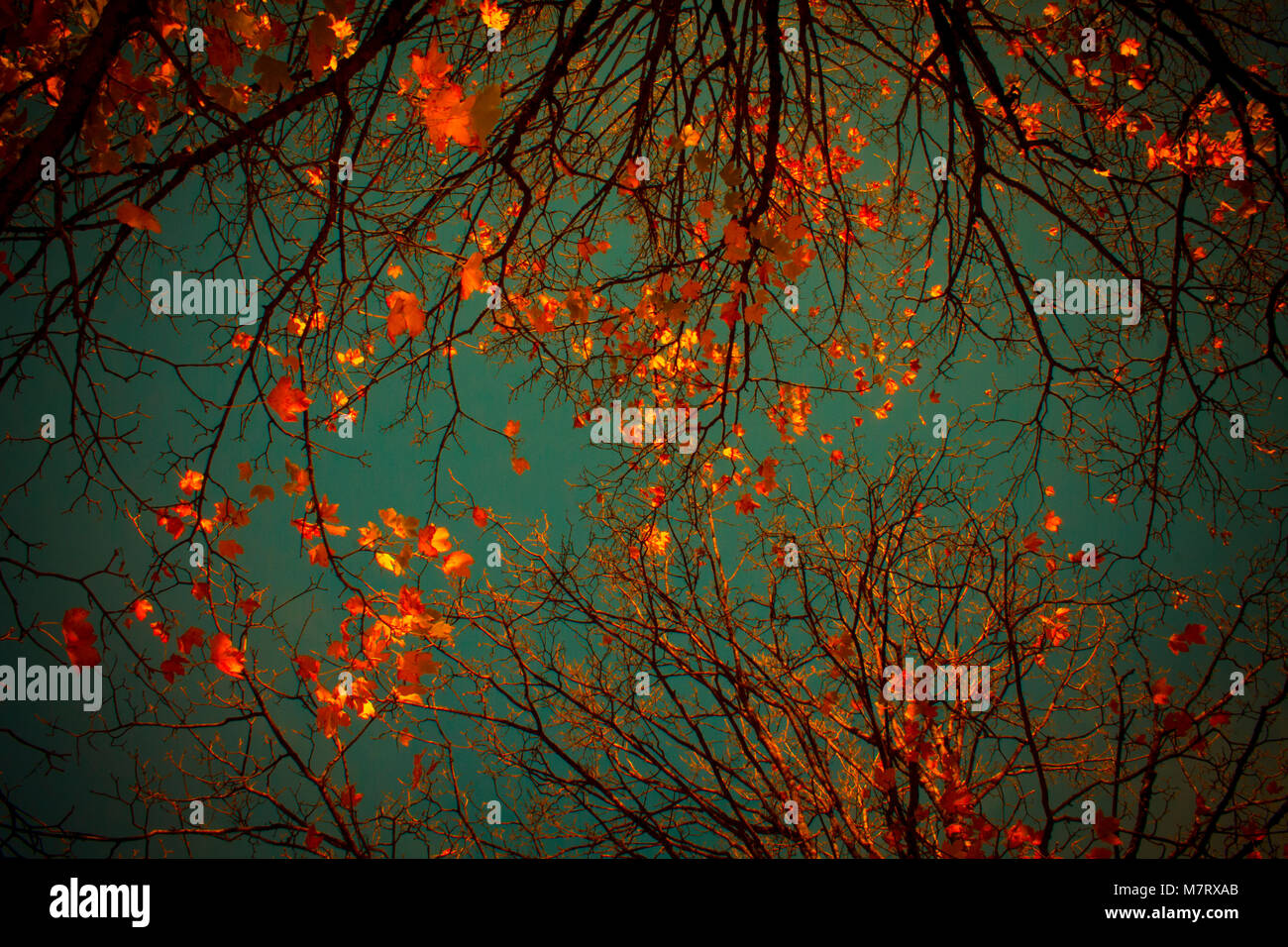 autumn leaves against the blue sky Stock Photo - Alamy