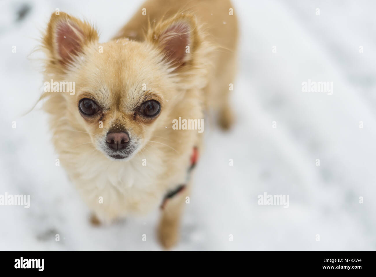 Cute Long Haired Beige Chihuahua Dog Playing In The Snow