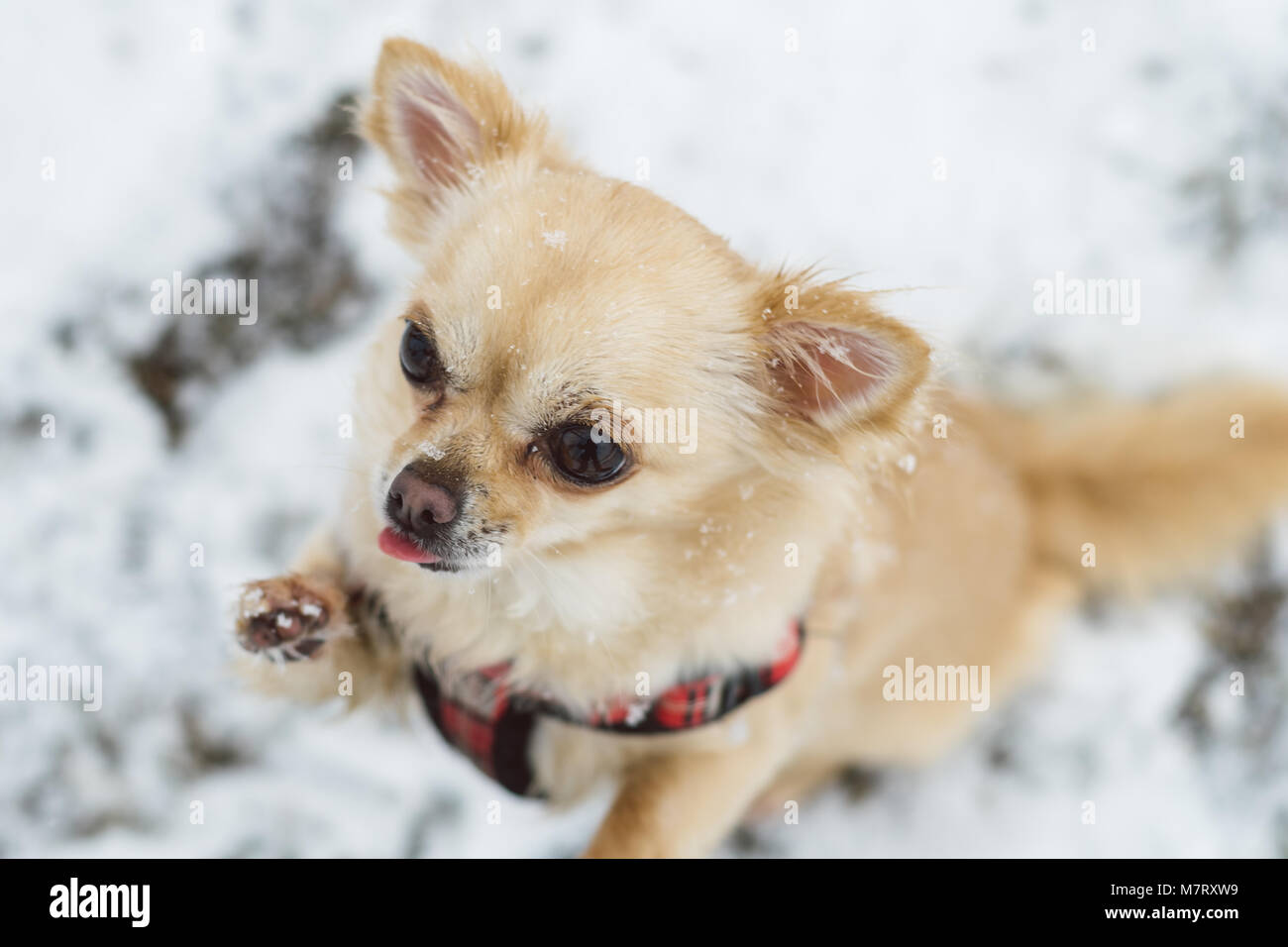 Cute Long Haired Beige Chihuahua Dog Playing In The Snow Adorable