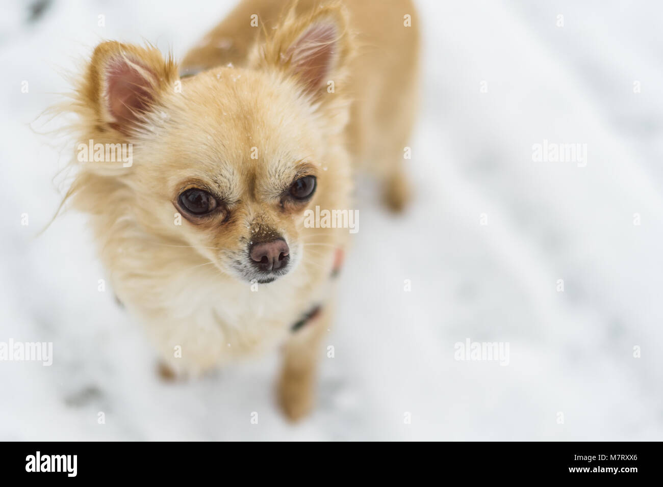 Small Cute White Chihuahua Posing Stock Photos Small Cute