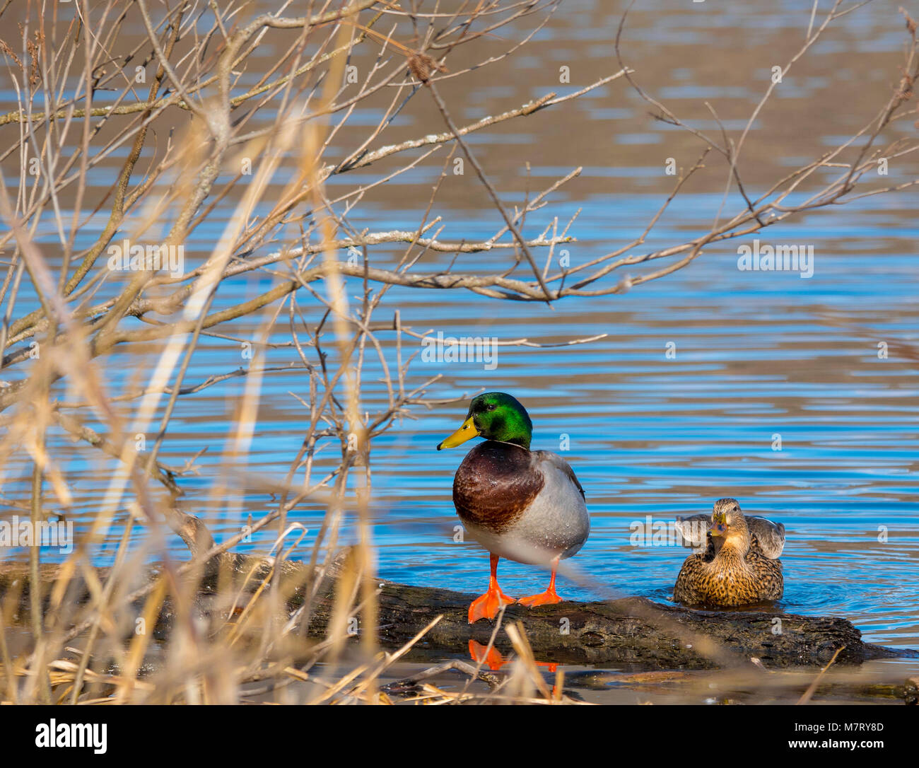 Duck Springy Mallard Ducks, spring is close Stock Photo - Alamy