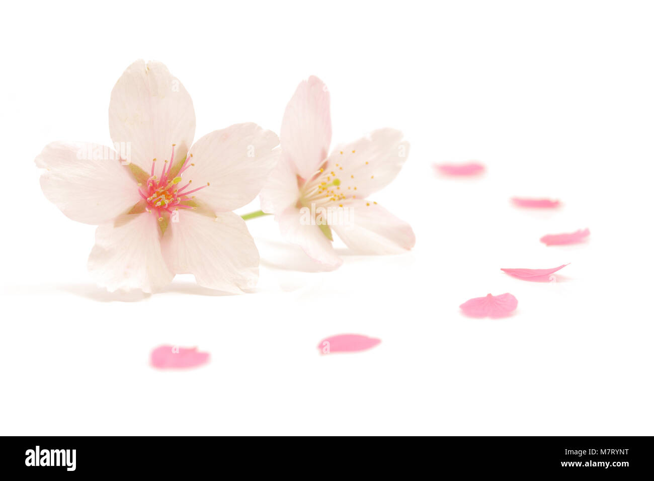 Japanese white cherry blossom isolated on white background Stock Photo ...