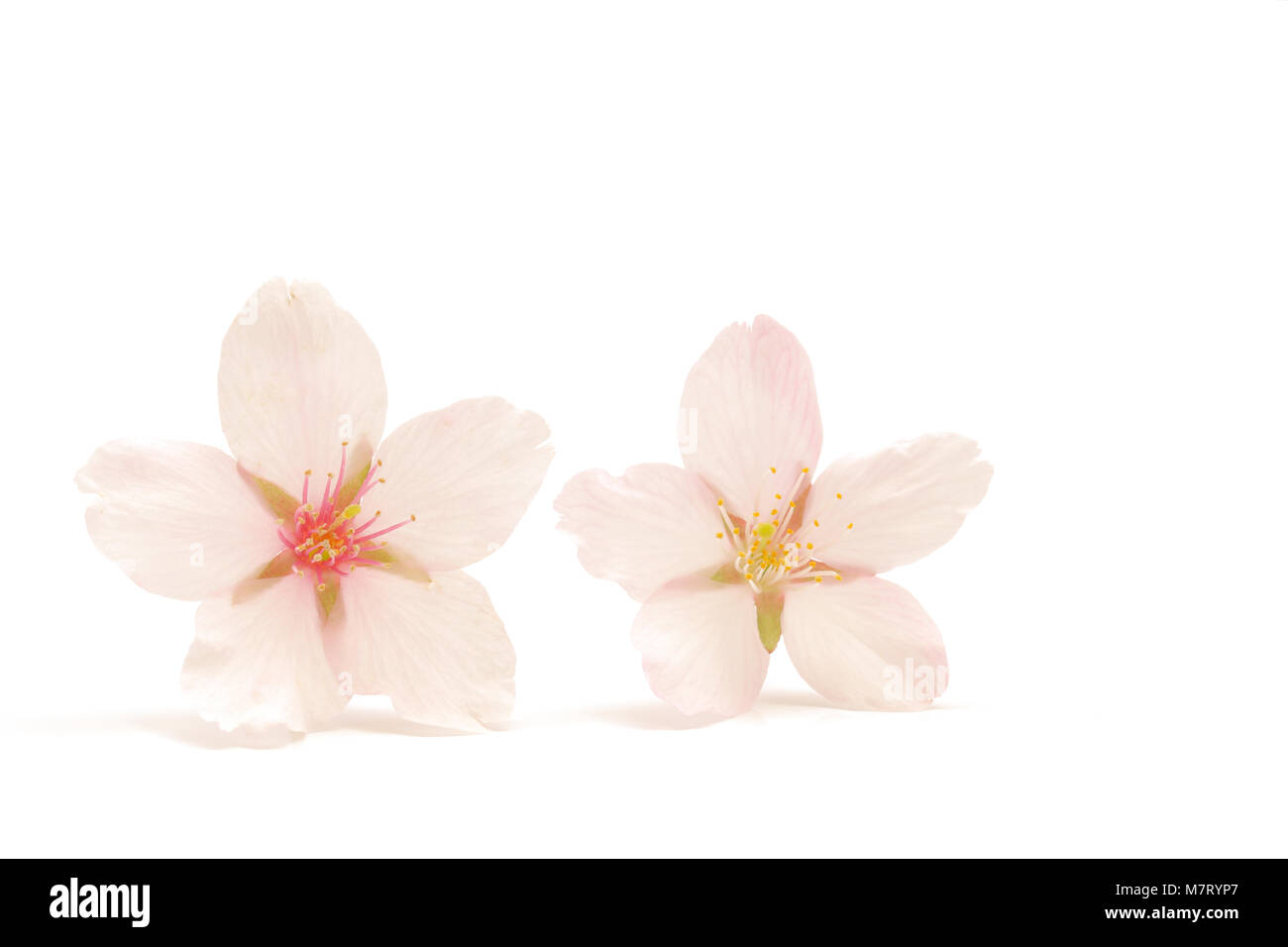 Japanese white cherry blossom isolated on white background Stock Photo ...