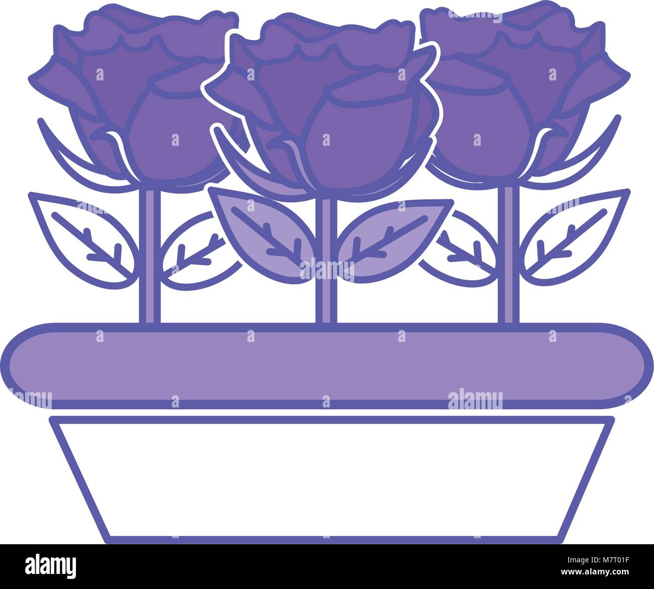 duo color nice roses with petals and leaves inside plantpot Stock ...