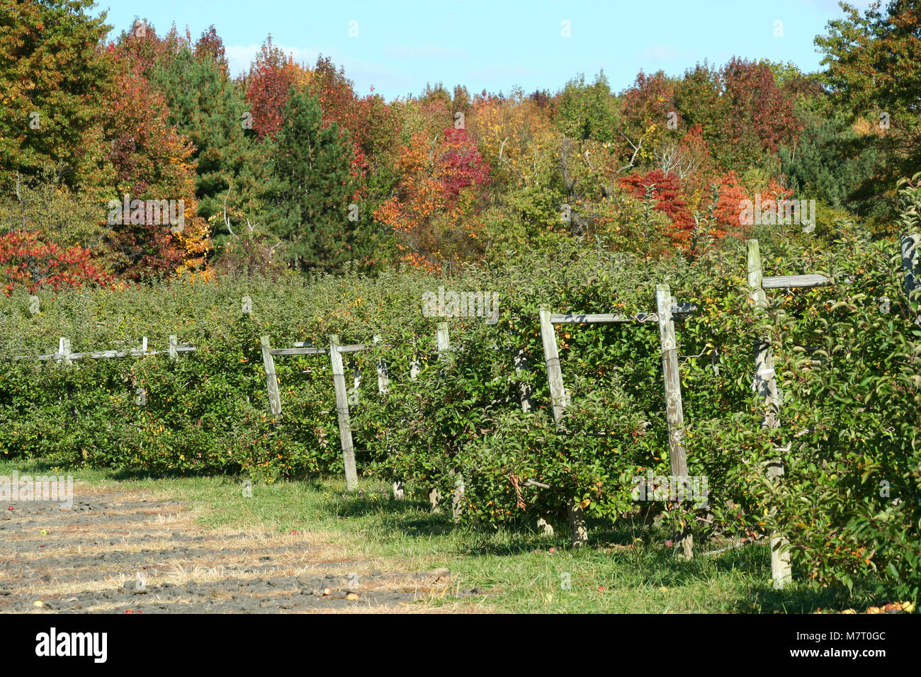 Rows of apple trees in an orchard Stock Photo Alamy