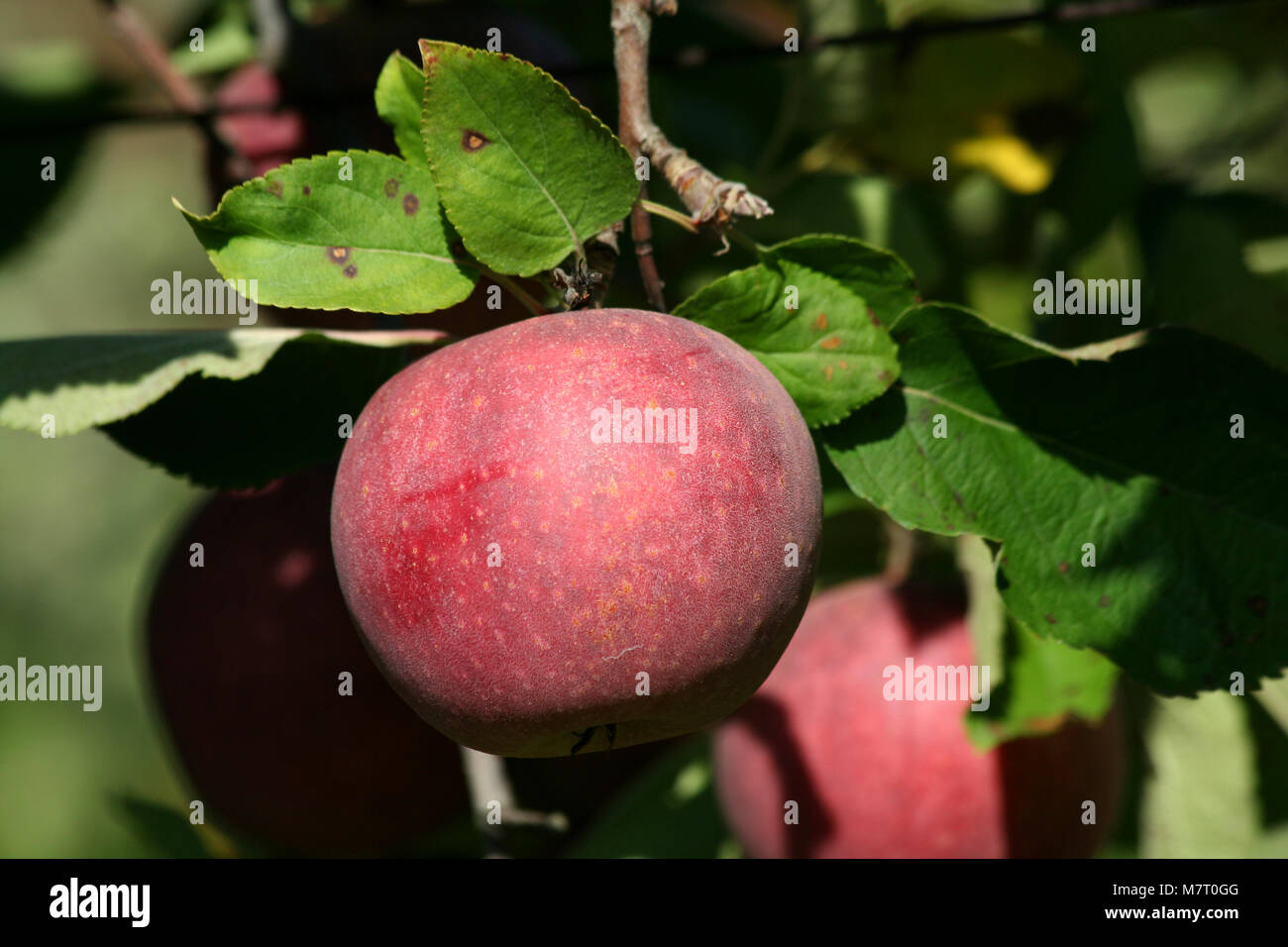 Red winesap apple hanging on a tree Stock Photo Alamy