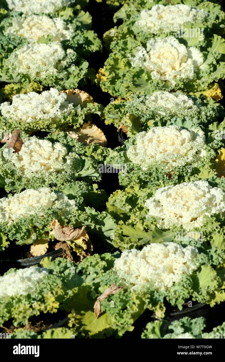 rows of plants Stock Photo - Alamy