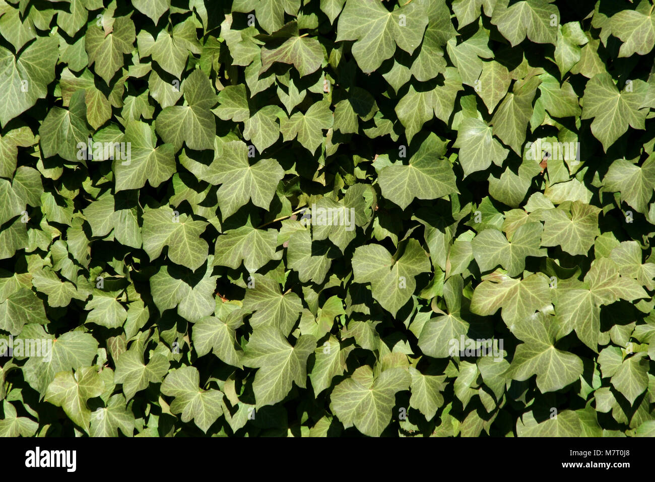 Green ivy on a wall background Stock Photo - Alamy