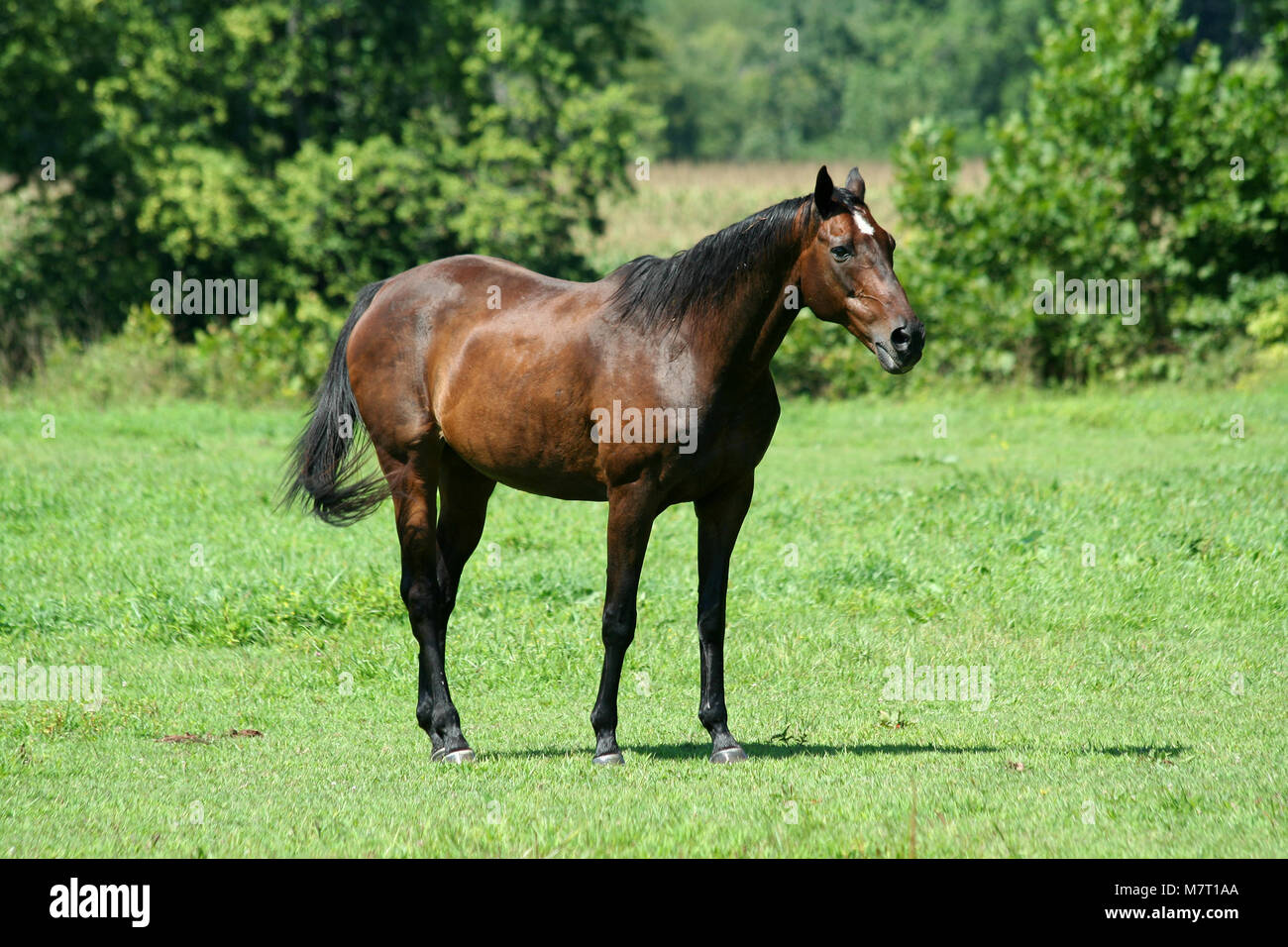 A Brown horse in a green field Stock Photo - Alamy