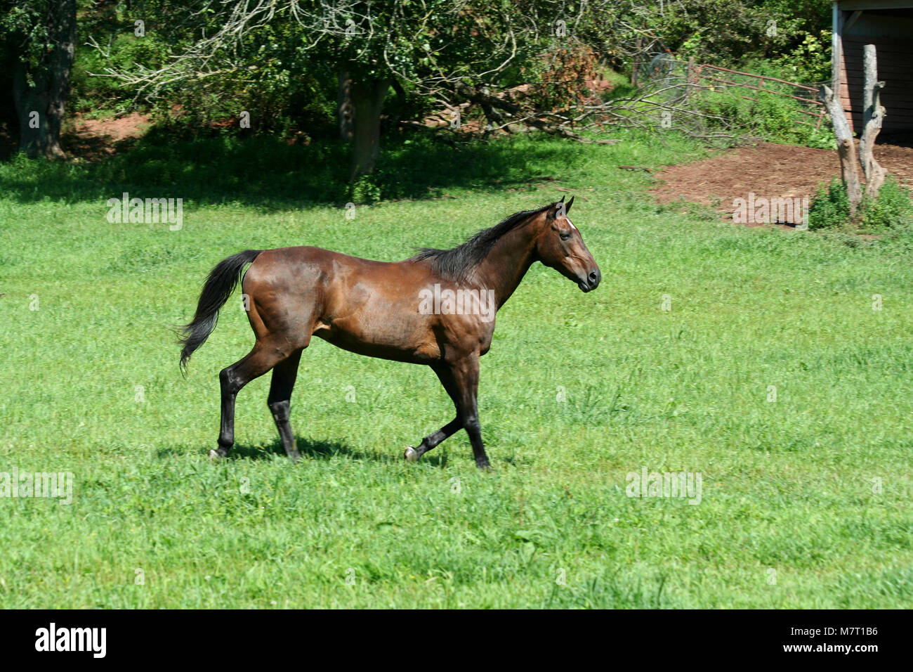 A Brown horse walking in a green field Stock Photo - Alamy