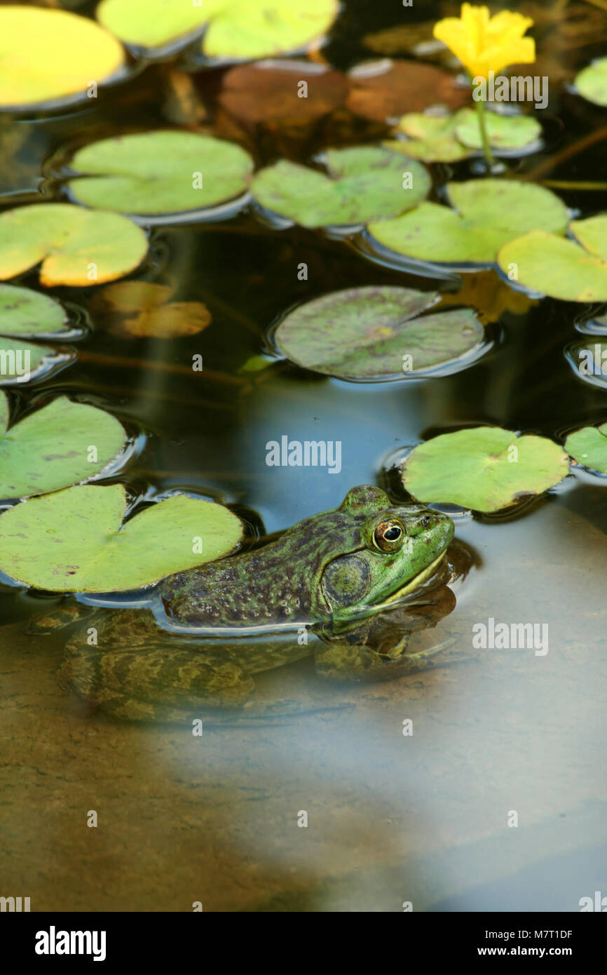 A Green bullfrog in a pond with lillypads Stock Photo - Alamy