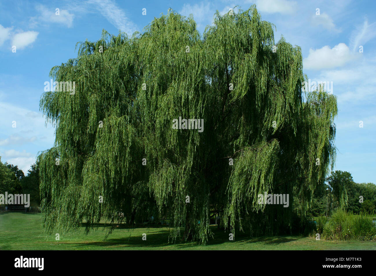 A Weeping willow tree with blue sky Stock Photo - Alamy