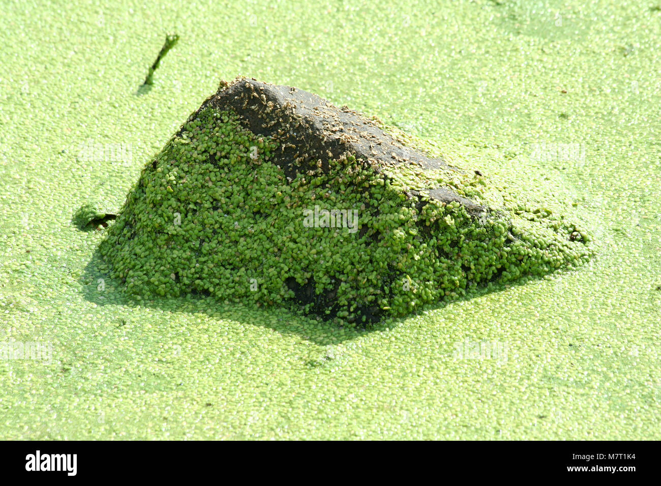 A Rock covered in green algae Stock Photo Alamy