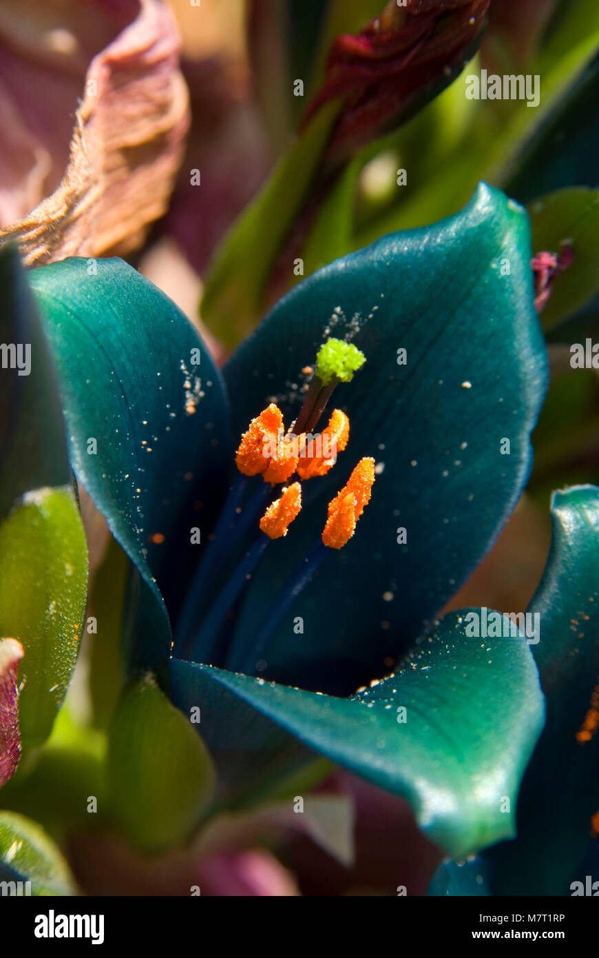 Sapphire Tower (Puya alpestris) bloom, San Diego Botanic Garden, California Stock Photo Alamy