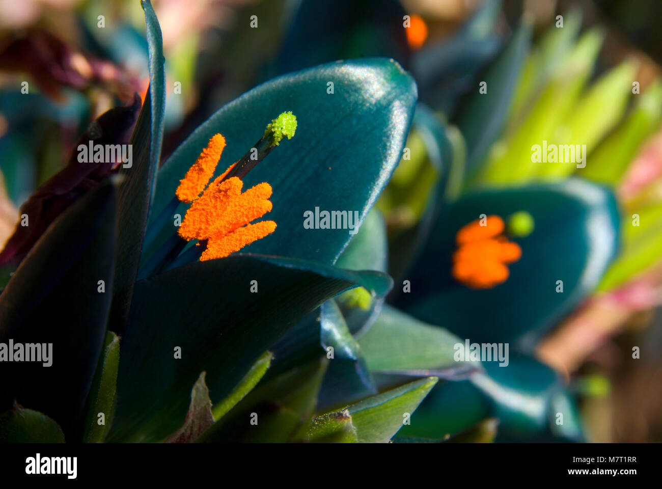 Sapphire Tower (Puya alpestris) bloom, San Diego Botanic Garden, California Stock Photo Alamy