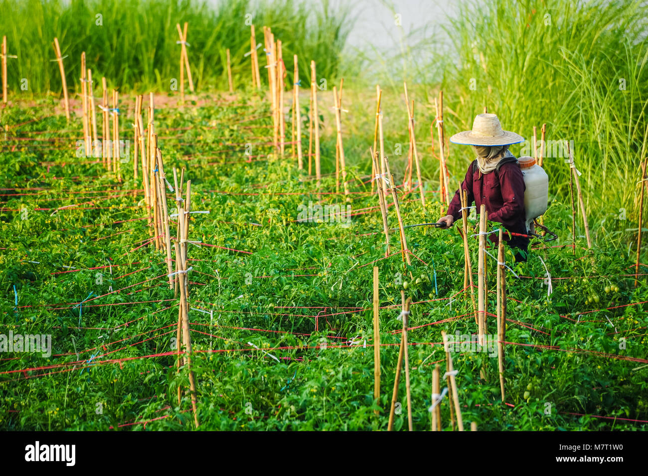 Udonthani, Thailand - December 9, 2012: Un-identified woman farmer spraying insecticide in vegetable farm in rural of Thailand Stock Photo