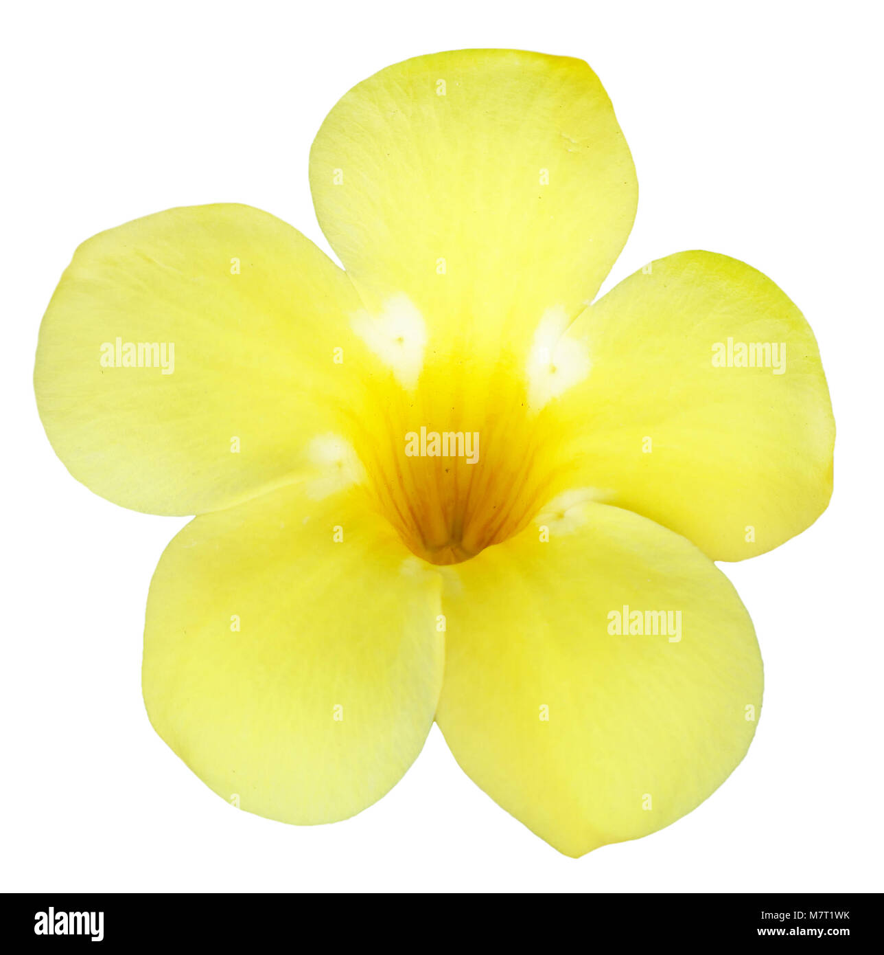 Yellow flower isolated on white background Stock Photo - Alamy