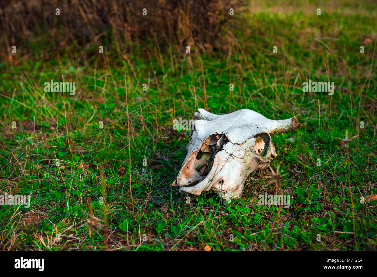 Animal skull on green grass Stock Photo