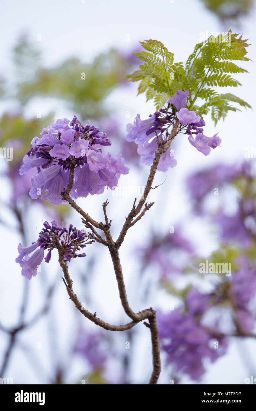 Jacaranda Flower isolated on white background, a species with an inflorescence at the tip of the