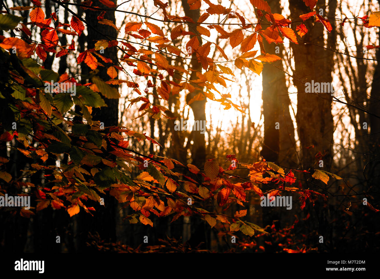 Colorful autumn trees in bright sunlight Stock Photo