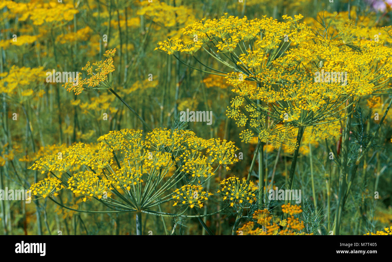 Fennel flower on a green background. Flower of dill Stock Photo Alamy