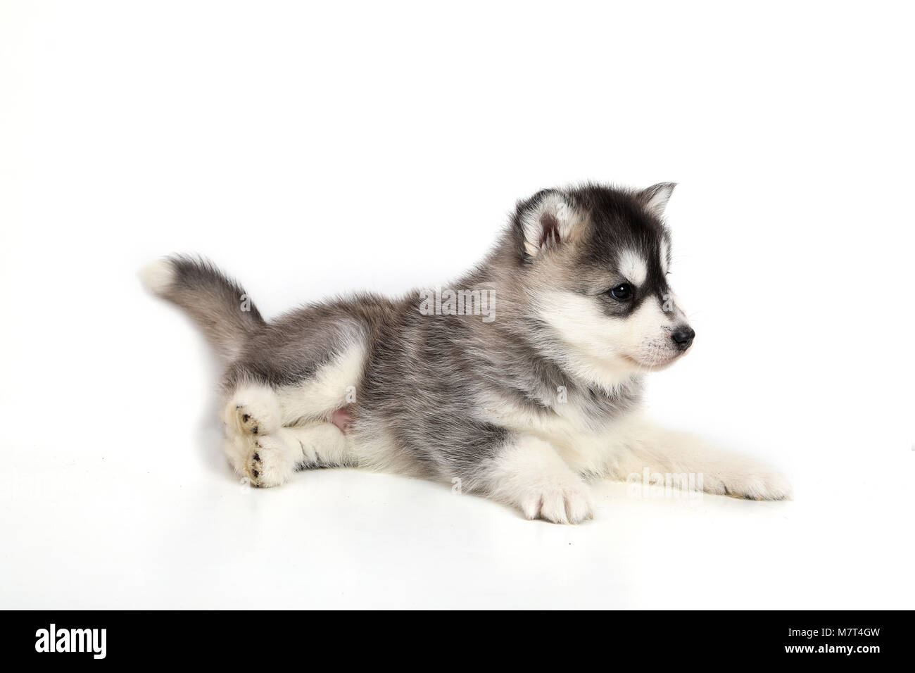 Cute puppy Siberian husky Stock Photo